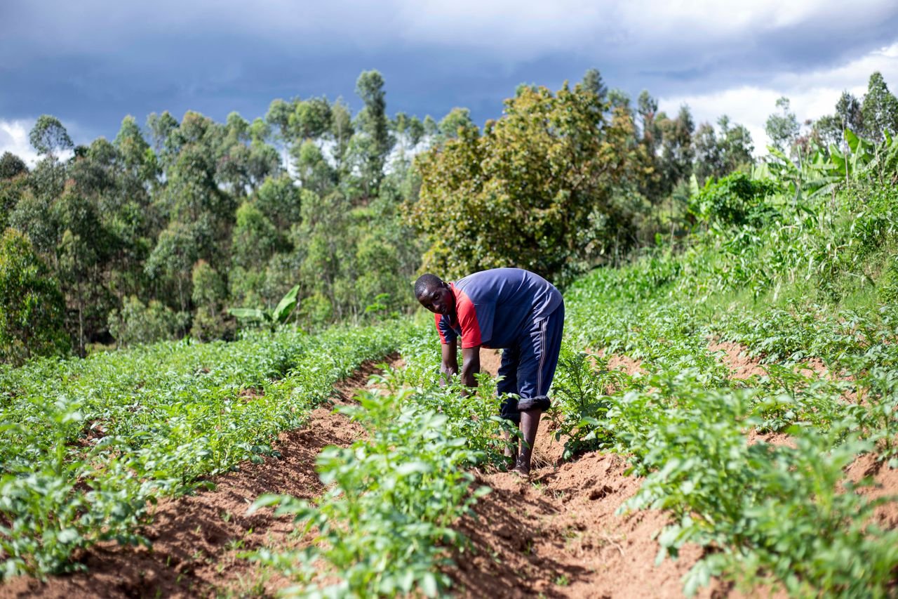 An African man meticulously caring for crops in a vibrant agricultural landscape.