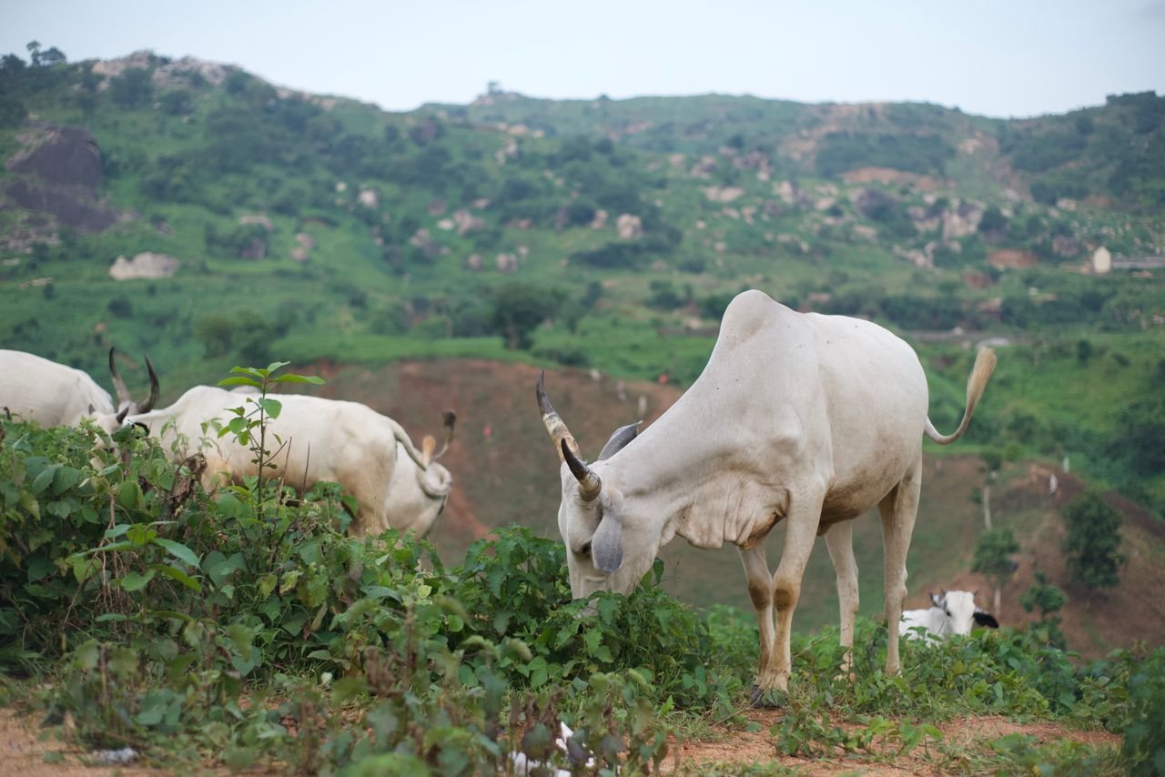White cows grazing in a lush, green meadow in Abuja, Nigeria, showcasing rural farm life.